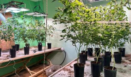 Polícia apreende 350 pés de supermaconha em Santa Catarina