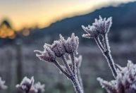 Em pico da onda de frio, geadas atingem Sul e Sudeste do país