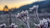 Em pico da onda de frio, geadas atingem Sul e Sudeste do país