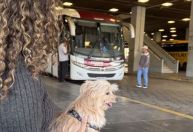 Pets passam a pagar passagem para viajar de ônibus em Minas Gerais