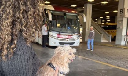 Pets passam a pagar passagem para viajar de ônibus em Minas Gerais