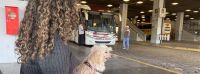 Pets passam a pagar passagem para viajar de ônibus em Minas Gerais