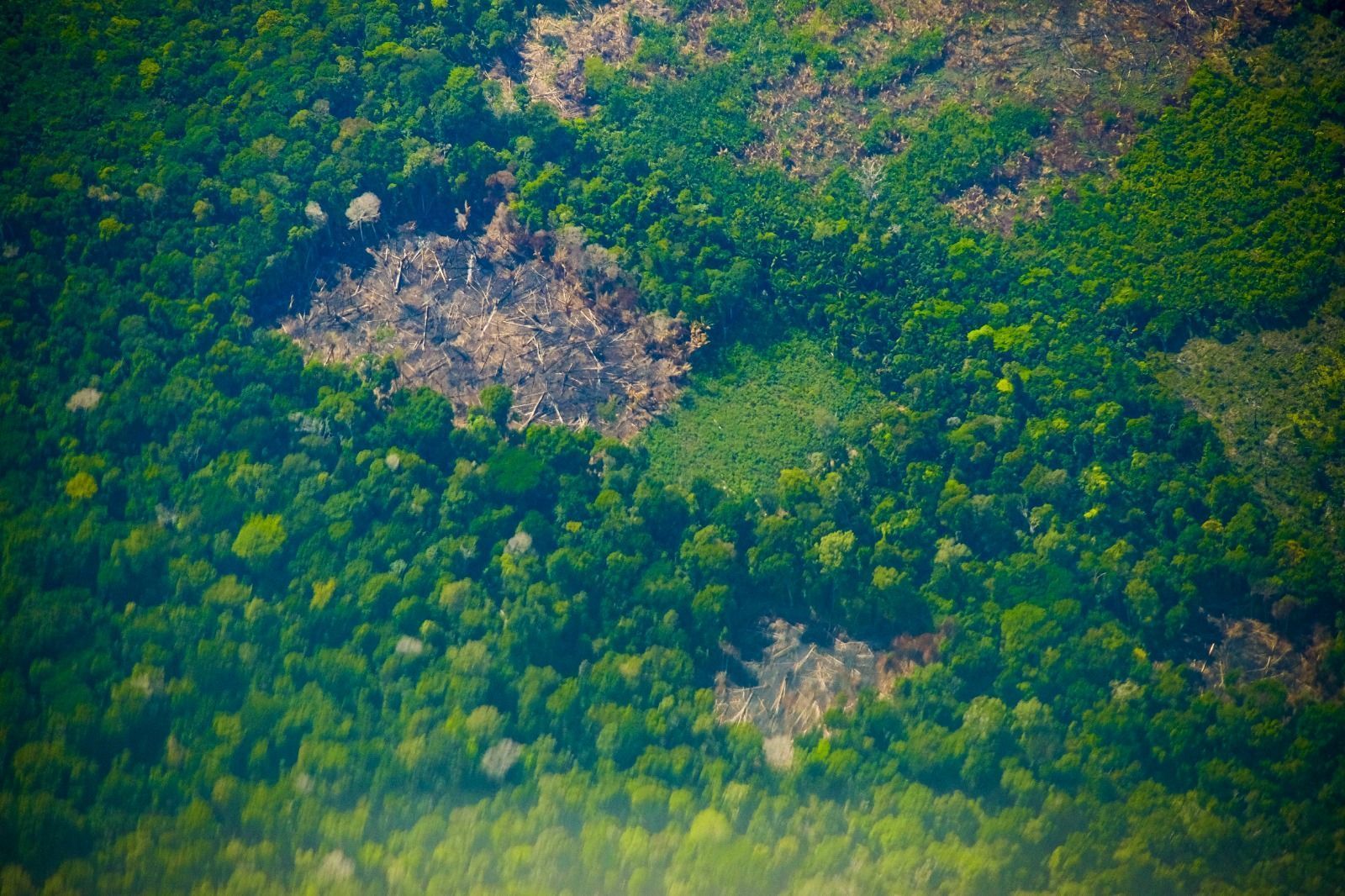 Imagem de destaque do post: Justiça condena cinco pessoas por desmatamento da Amazônia