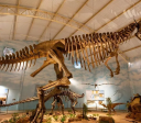 10 cidades em São Paulo para conhecer museus e história dos dinossauros