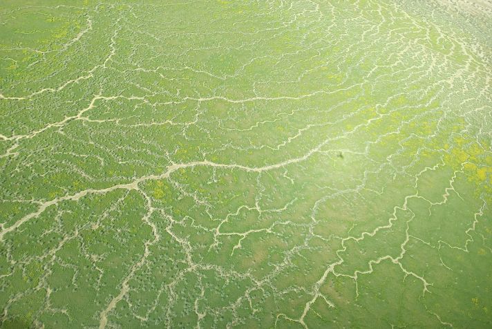 As águas das enchentes trazem vegetação para o interior, como mostrado nesta foto aérea da bacia do Lago Eyre • Arid Air via CNN Newsource