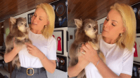 Ana Hickmann lamenta morte de cachorro aos 14 anos: "A tarde ficou cinza"