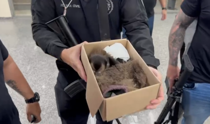 Casal que furtava animais no Jardim Botânico do Rio é preso