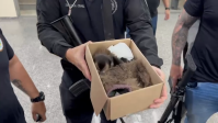 Casal que furtava animais no Jardim Botânico do Rio é preso