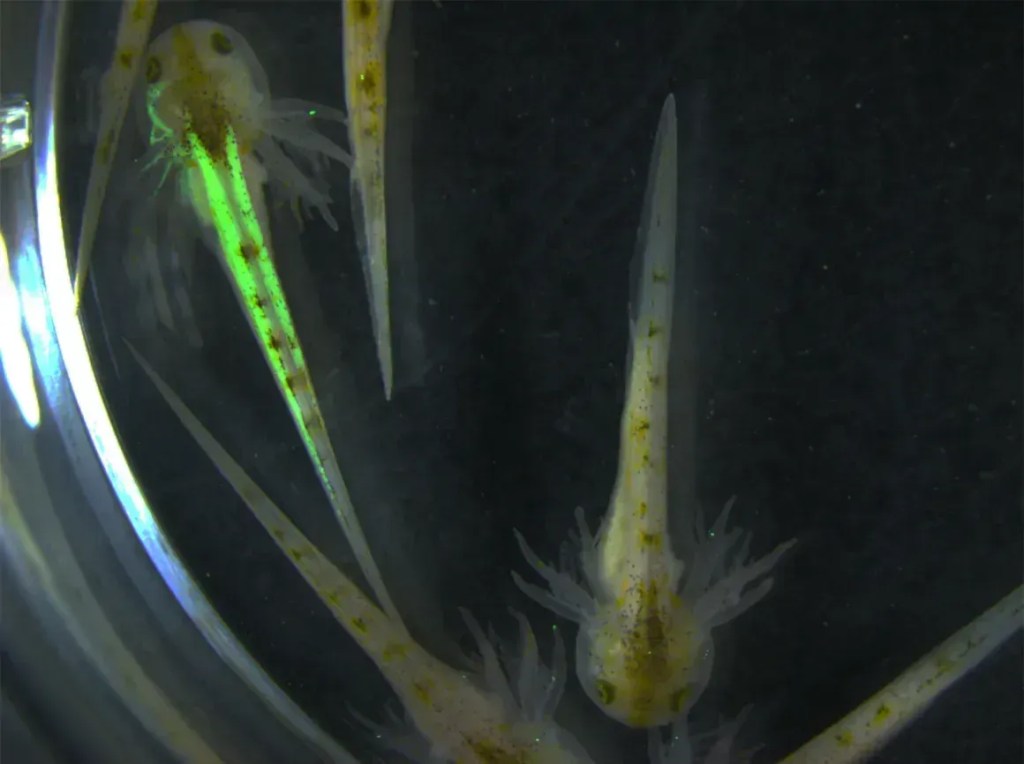 Os axolotes não brilham naturalmente no escuro — eles foram geneticamente modificados para entender melhor como usam o ácido retinóico para fazer crescer membros perdidos