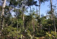 Fogo para agricultura impulsiona degradação do solo no sul da Amazônia