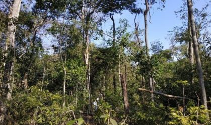Fogo para agricultura impulsiona degradação do solo no sul da Amazônia