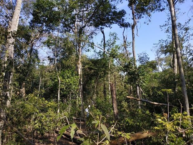 Brasil perdeu 45% da vegetação e ‘fragmentou’ florestas nos últimos 38 anos