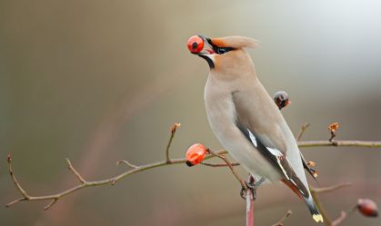 Redução de aves dispersoras de sementes dificulta frear mudanças climáticas