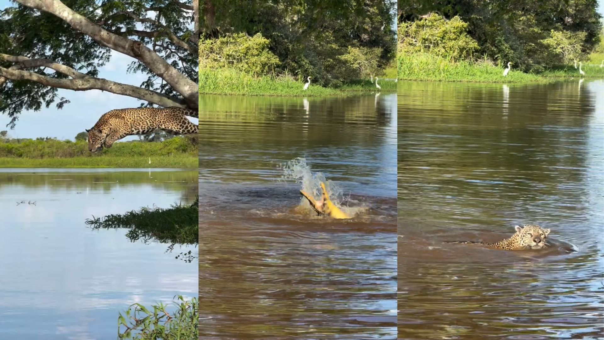 Vídeo: onça-pintada é flagrada atacando jacaré em rio no Pantanal