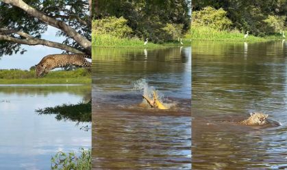 Vídeo: onça-pintada é flagrada atacando jacaré em rio no Pantanal