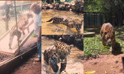 Onça-pintada mais velha do mundo em cativeiro morre aos 25 anos em Goiás