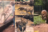Onça-pintada mais velha do mundo em cativeiro morre aos 25 anos em Goiás