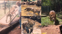 Onça-pintada mais velha do mundo em cativeiro morre aos 25 anos em Goiás