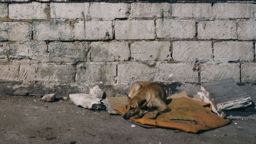 Cachorro de rua deitado em sua esteira ao lado de uma garça no bairro da mesquita Hassan II, em Casablanca, no Marrocos