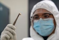 Pesquisadores descobrem como a Peste Negra sobreviveu por séculos; entenda