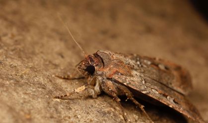 Mariposas cruzam 1.000 km na Austrália guiadas pelas estrelas, diz estudo