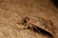 Mariposas cruzam 1.000 km na Austrália guiadas pelas estrelas, diz estudo