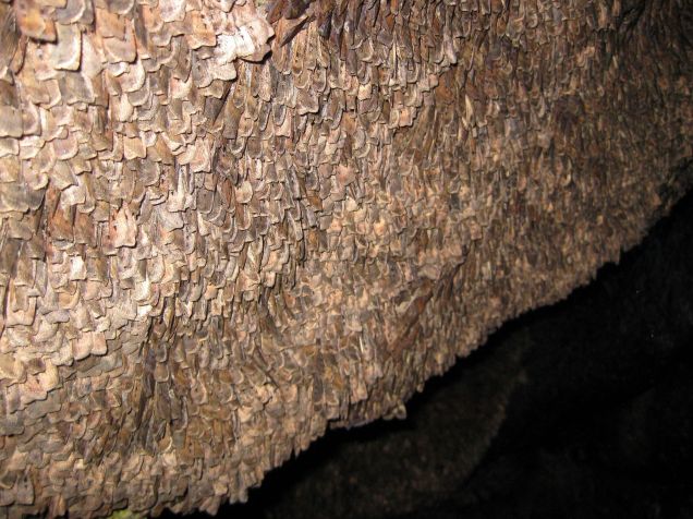 Mariposas Bogong se amontoam em uma caverna durante o verão perto do Monte Kosciuszko, em Nova Gales do Sul, Austrália • Eric Warrant via CNN Newsource