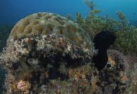 Corais resgatam CO2 que se iguala a queima de 324 mil litros de gasolina