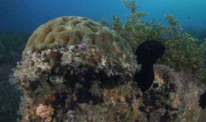 Corais resgatam CO2 que se iguala a queima de 324 mil litros de gasolina
