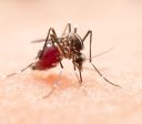 Especialista explica como clima ajuda a proliferação de dengue no Brasil