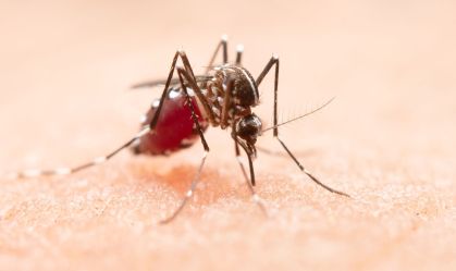 Especialista explica como clima ajuda a proliferação de dengue no Brasil