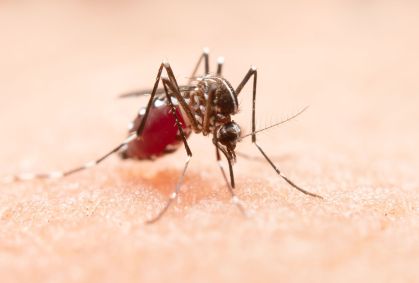 Especialista explica como clima ajuda a proliferação de dengue no Brasil
