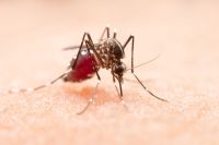 Especialista explica como clima ajuda a proliferação de dengue no Brasil