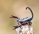 Estudo: Toxina de escorpião é capaz de matar células de câncer