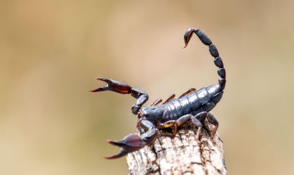 Toxina de escorpião é capaz de matar células de câncer de mama, diz estudo