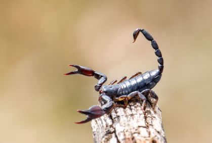 Toxina de escorpião é capaz de matar células de câncer de mama, diz estudo
