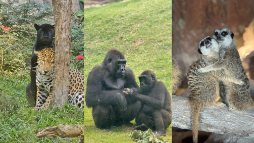 Dia dos Namorados: veja animais "apaixonados" em parque de SP | CNN Brasil