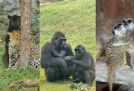 Dia dos Namorados: veja animais "apaixonados" em parque de SP
