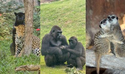 Dia dos Namorados: veja animais "apaixonados" em parque de SP