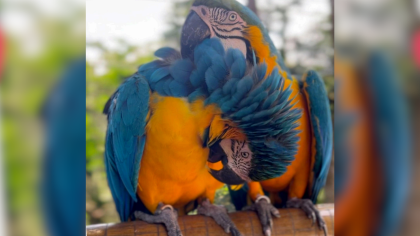 Animais criam conexões com parceiros de diferentes formas • Divulgação/Animália Park