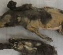 "Filhotes" mumificados de 14 mil anos não eram cães, mostra nova pesquisa