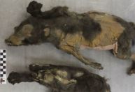 "Filhotes" mumificados de 14 mil anos não eram cães, mostra nova pesquisa