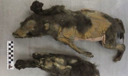 "Filhotes" mumificados de 14 mil anos não eram cães, mostra nova pesquisa
