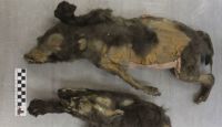 "Filhotes" mumificados de 14 mil anos não eram cães, mostra nova pesquisa