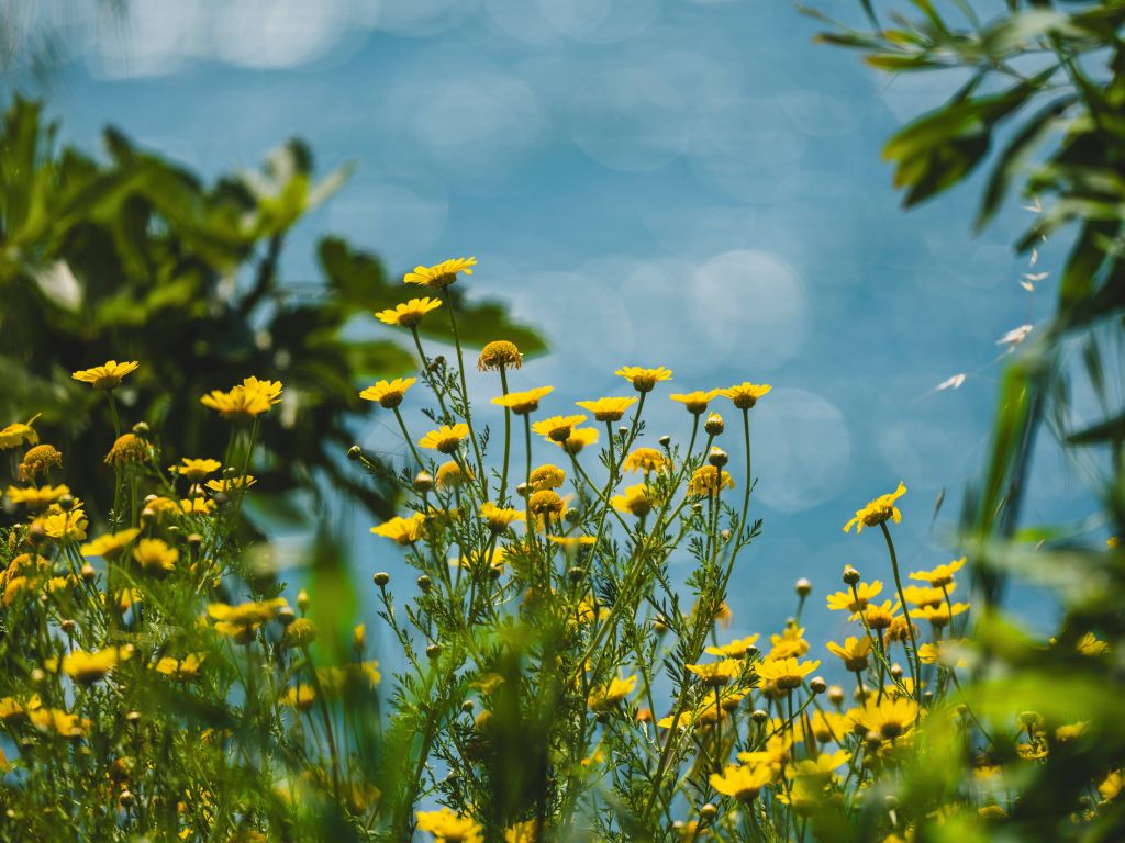 Compartilhar belas fotos da natureza pode ser uma forma diferente de se conectar com quem você gosta