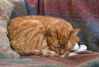 Por que os gatos preferem dormir do lado esquerdo? Ciência explica