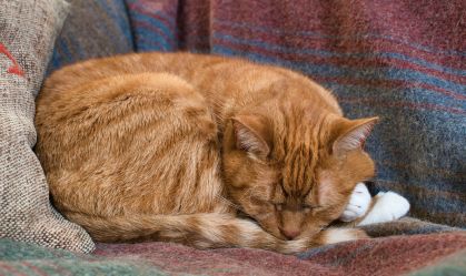 Por que os gatos preferem dormir do lado esquerdo? Ciência explica