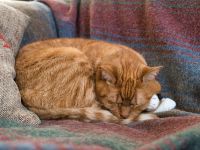 Por que os gatos preferem dormir do lado esquerdo? Ciência explica