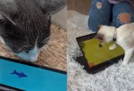 Games para gatos? Projeto brasileiro testa jogos interativos em abrigos