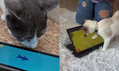 Games para gatos? Projeto brasileiro testa jogos interativos em abrigos